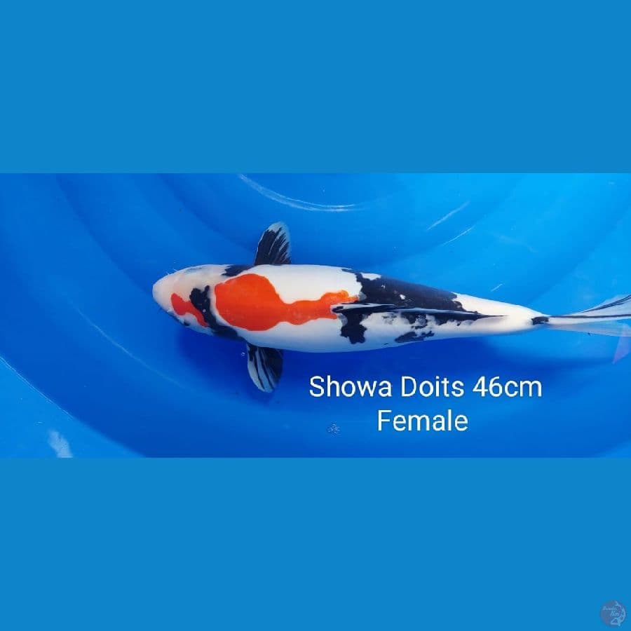 Showa Doits Female 46cm