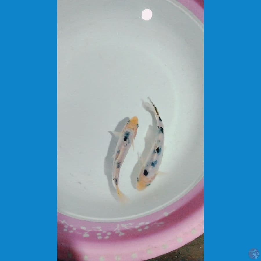 beko doitsu 13_14cm