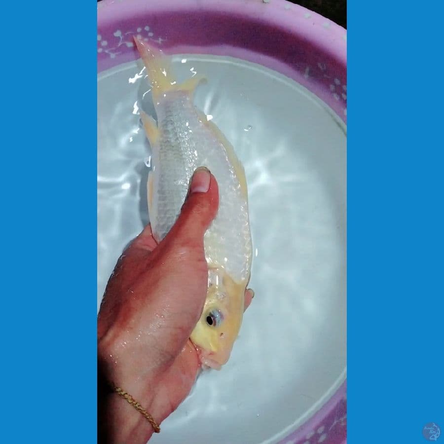 siromuji ginrin jantan punuk onta 25cm 