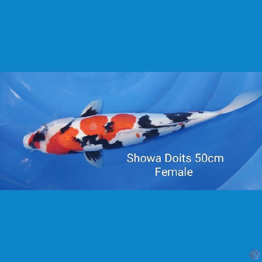 Showa Doits 50cm Female