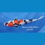 Showa Doits 50cm Female
