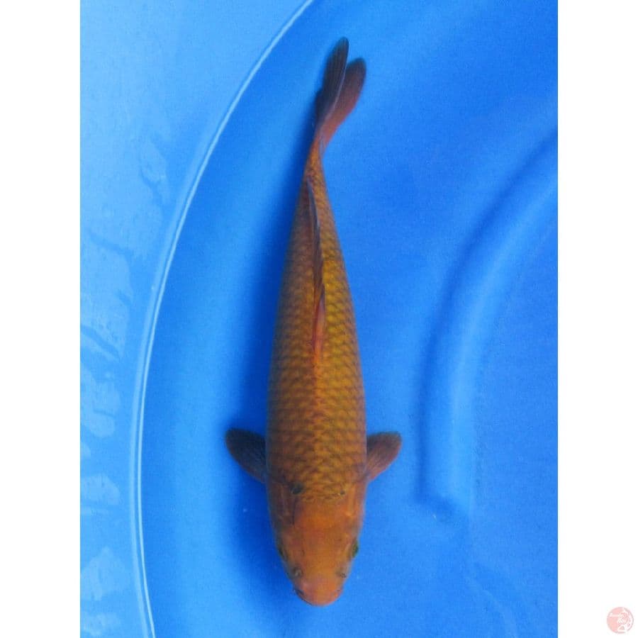 Chagoi Karamel - 38cm
