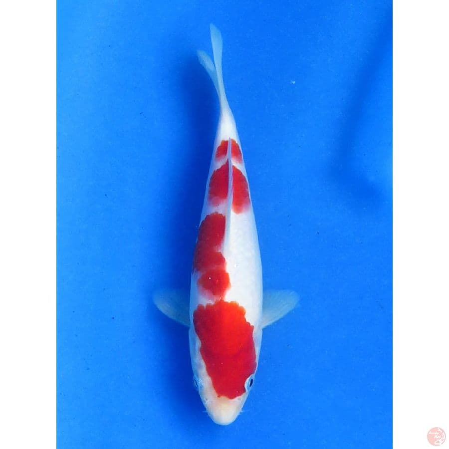 Minions Kohaku - 20cm