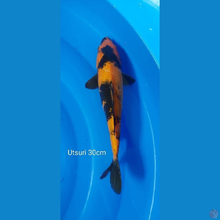 Utsuri 30cm