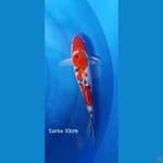 Sanke 30cm