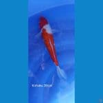 Kohaku 30cm