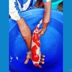 kohaku 52 cm F sirip utuh vidio via wa 