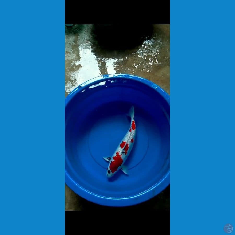 Kindai Showa 44CM 