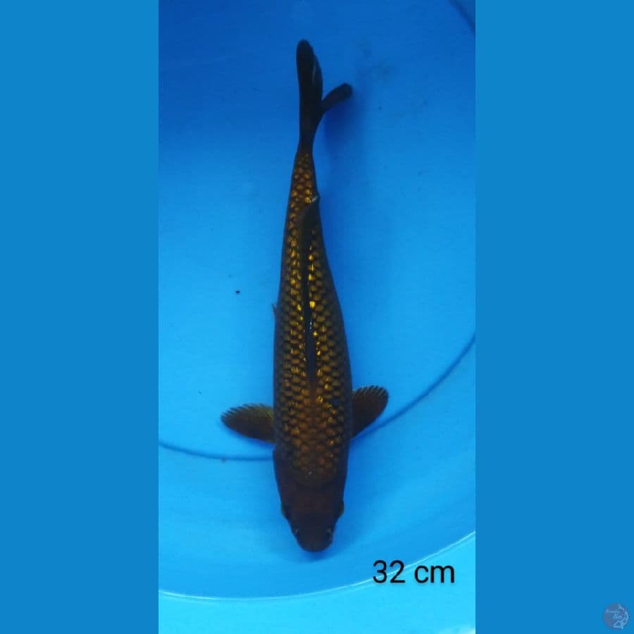 chagoi ginrin 32 cm