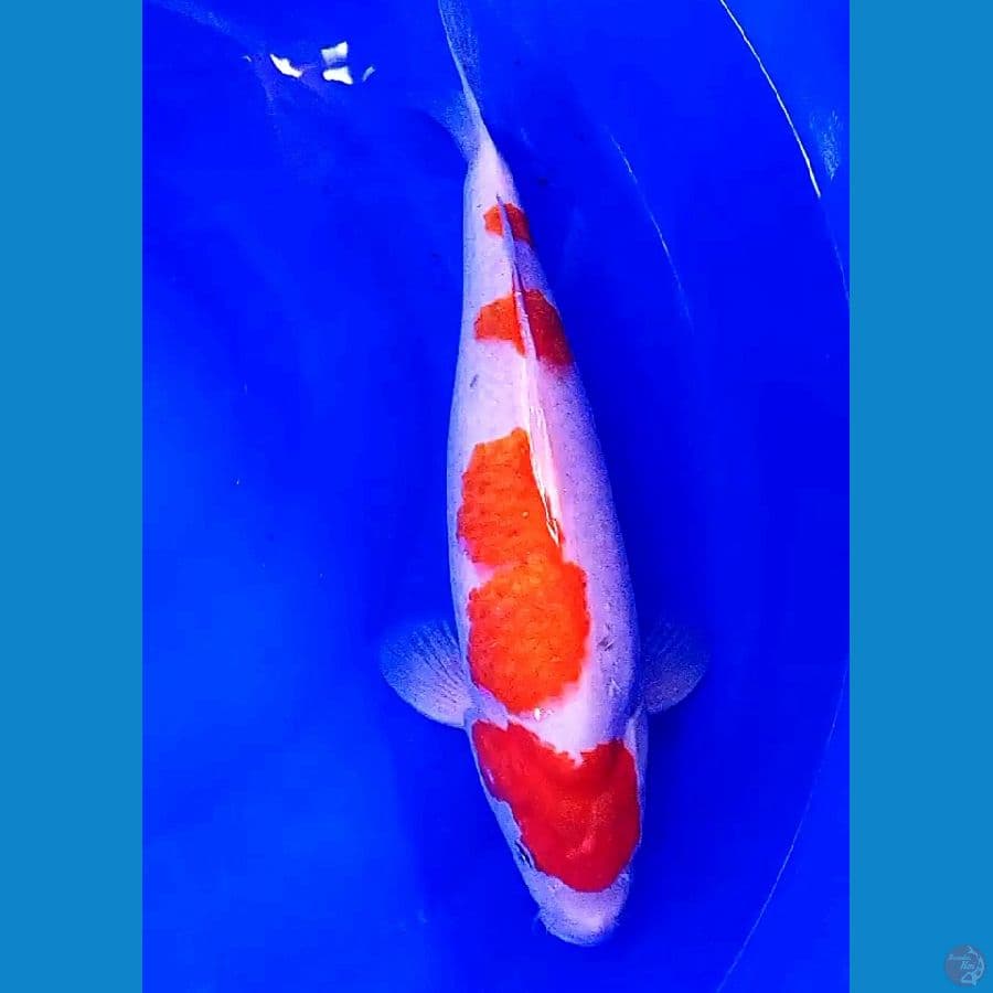 kohaku jumbo 38 cm