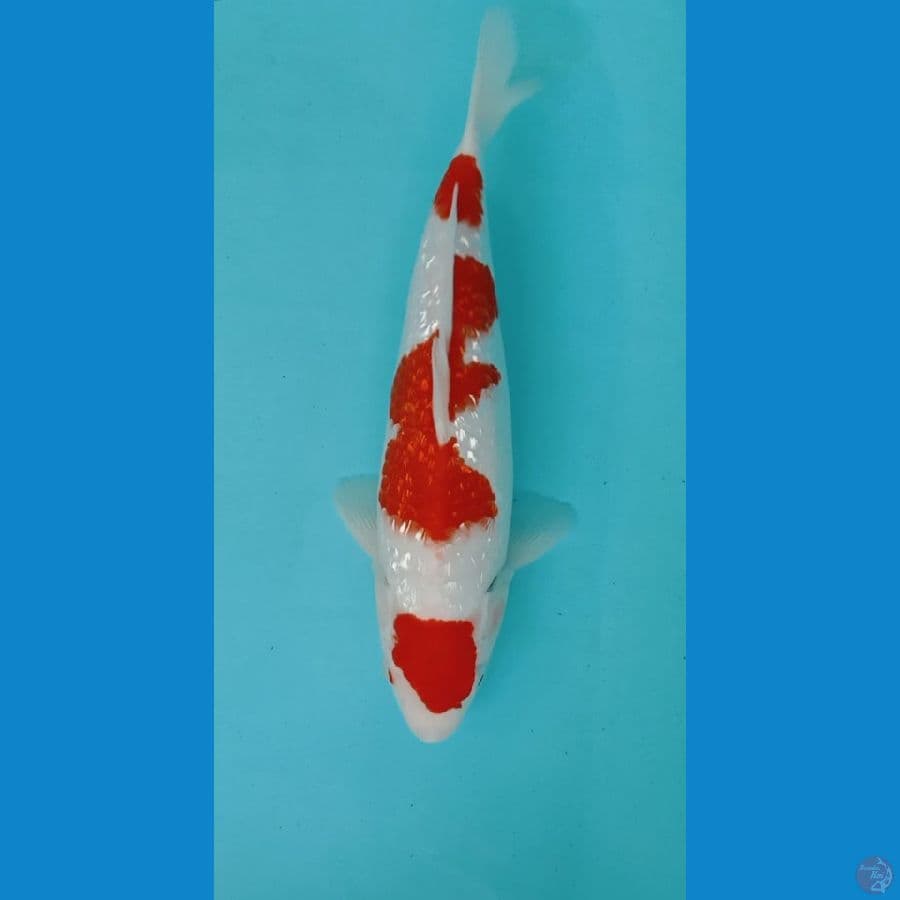 KOHAKU GINRIN ORI 31CM FM
