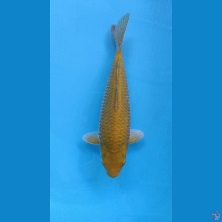 CARAMEL 30CM MALE