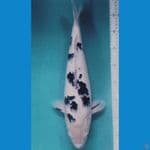 beko 42 cm male