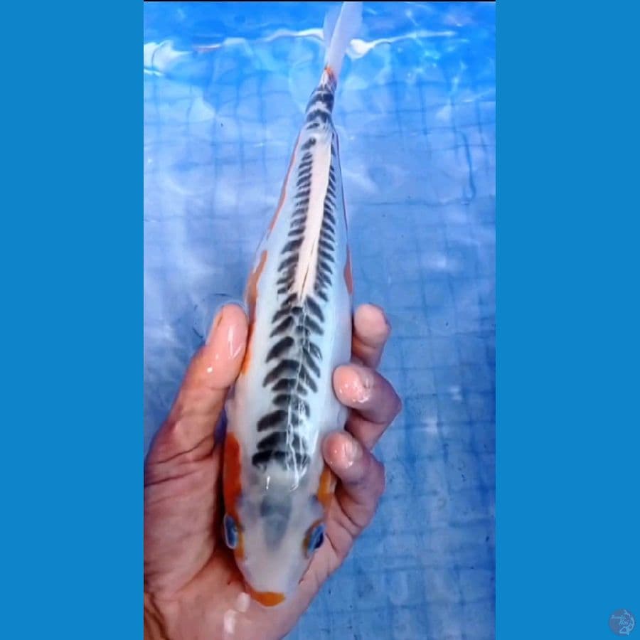 30 cm 