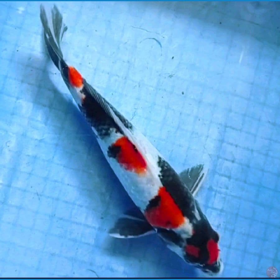  29 cm maruten showa