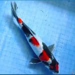  29 cm maruten showa