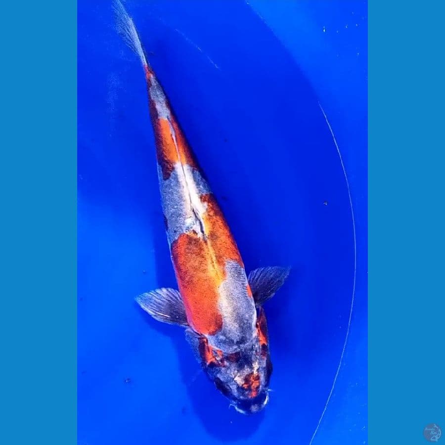 jumbo kikokuryu 42 cm