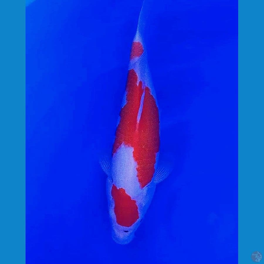 maruten kohaku 33 cm