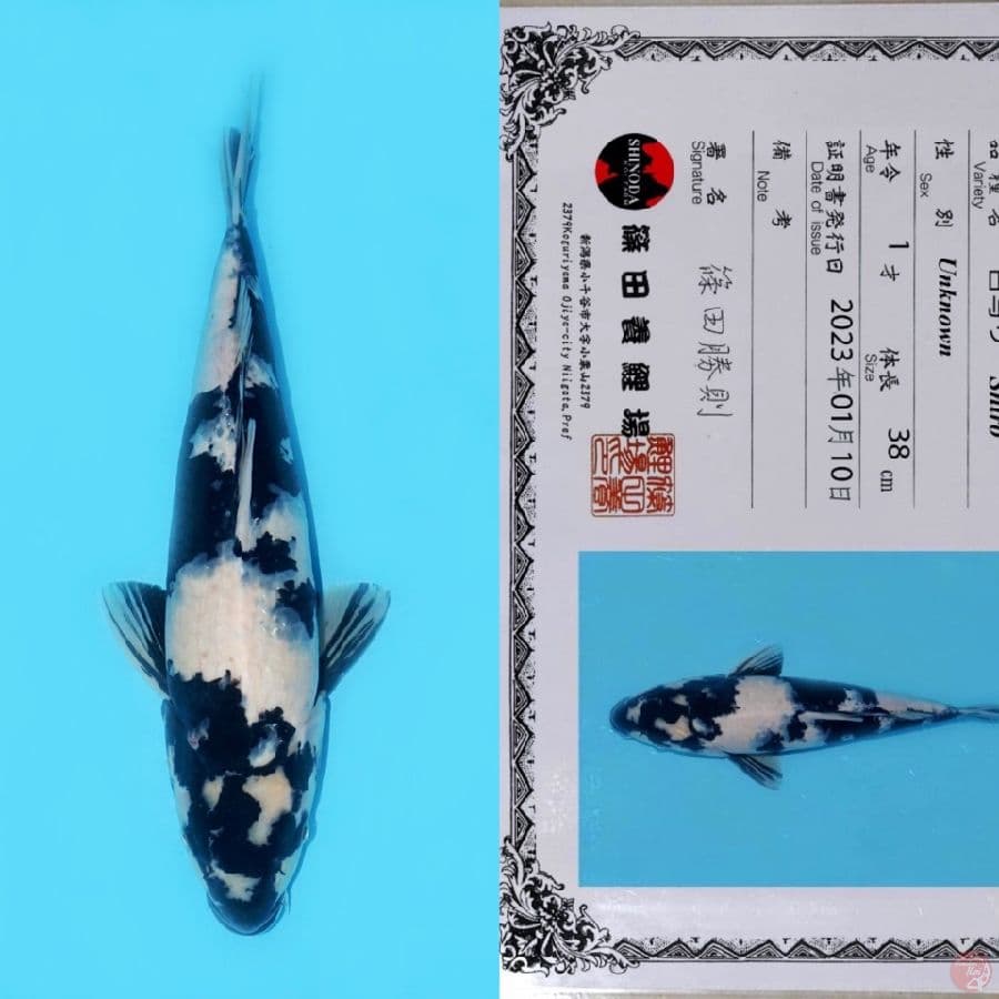 SHINODA SHIRO UTSURI HQ 46CM (koleksi peibadi)