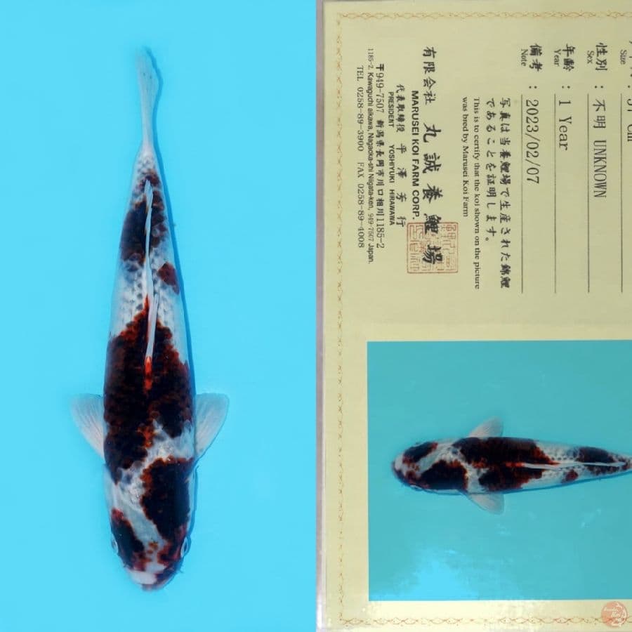 MARUSEI BUDO KOROMO HQ 45CM (koleksi pribadi)