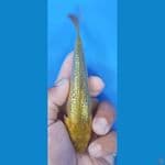 SQ gindrin C 15 cm