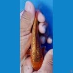 SQ gindrin C 15 cm