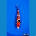 SHOWA 28CM 