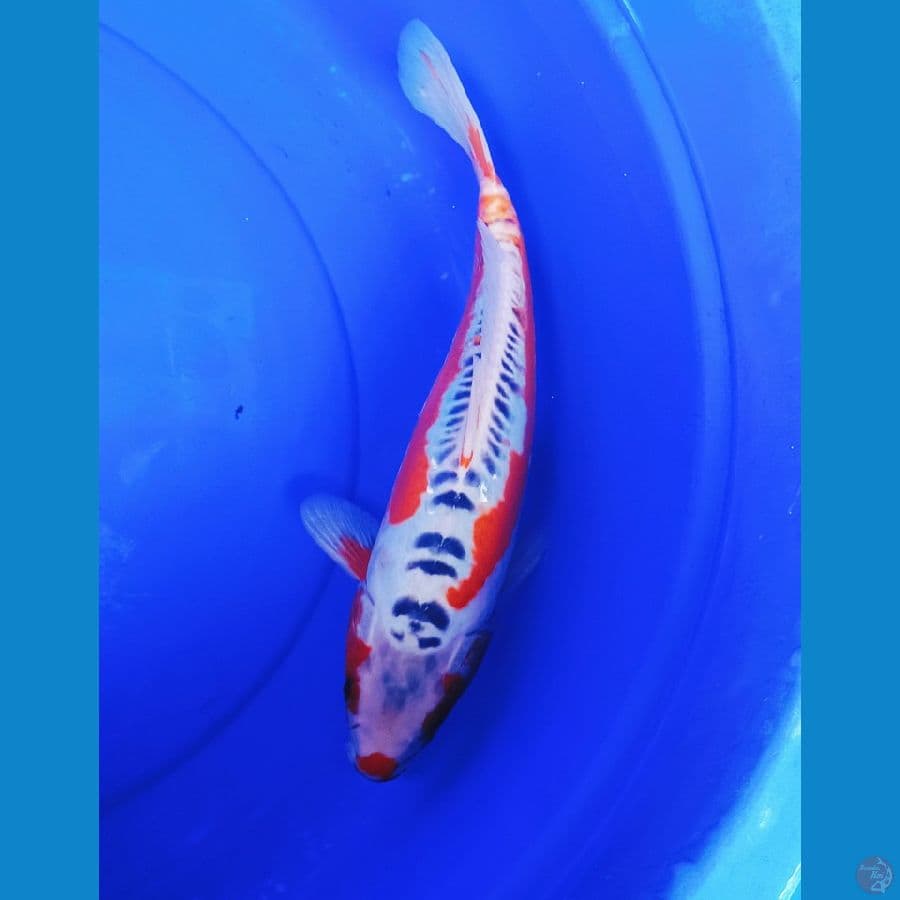 35cm hana shusuii sip