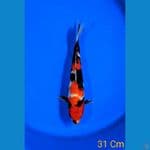SHOWA 31 CM MALE