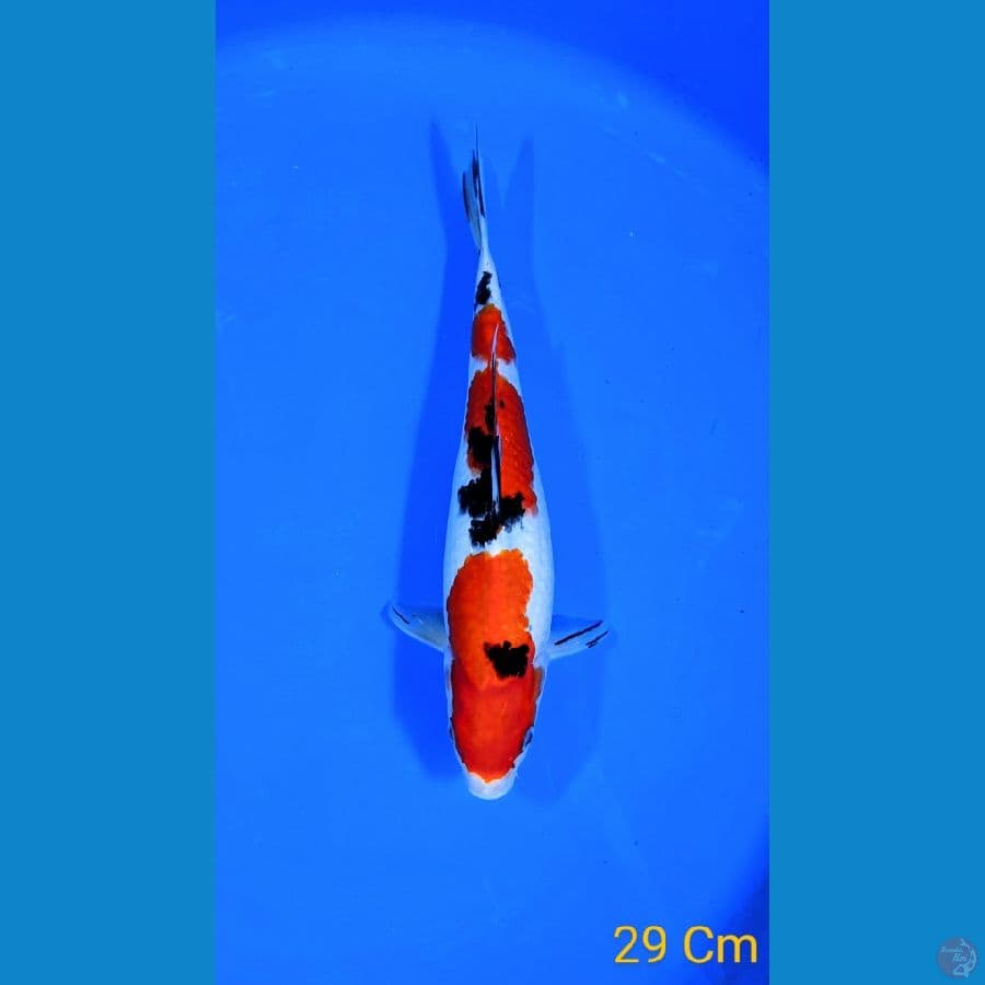 SANKE 29CM