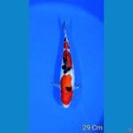 SANKE 29CM