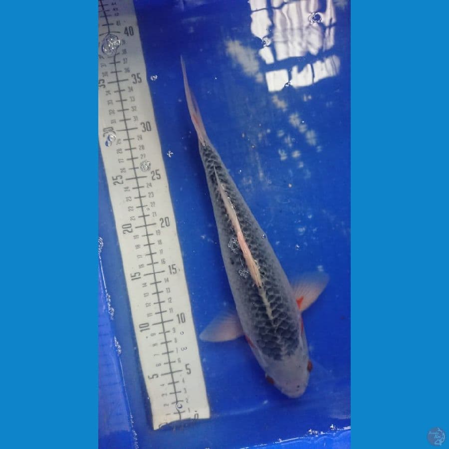30bu Asagi