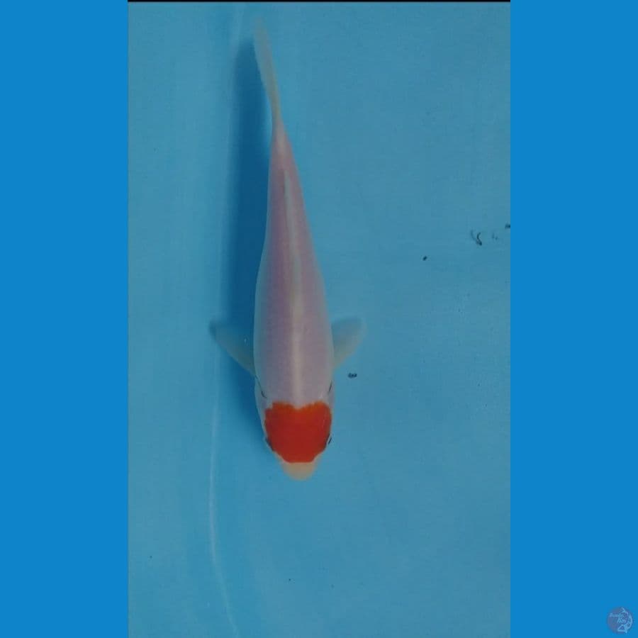 Tancho kohaku 16 cm