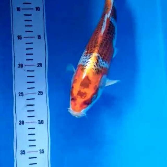 Kujaku 30cm
