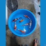 paket 7  ekor showa -+25-30 cm