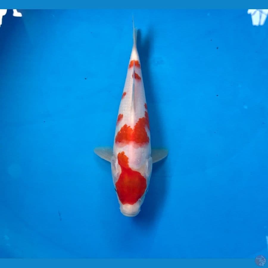kohaku 22cm