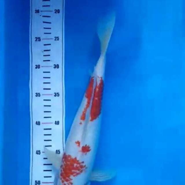 Kanoko 35cm