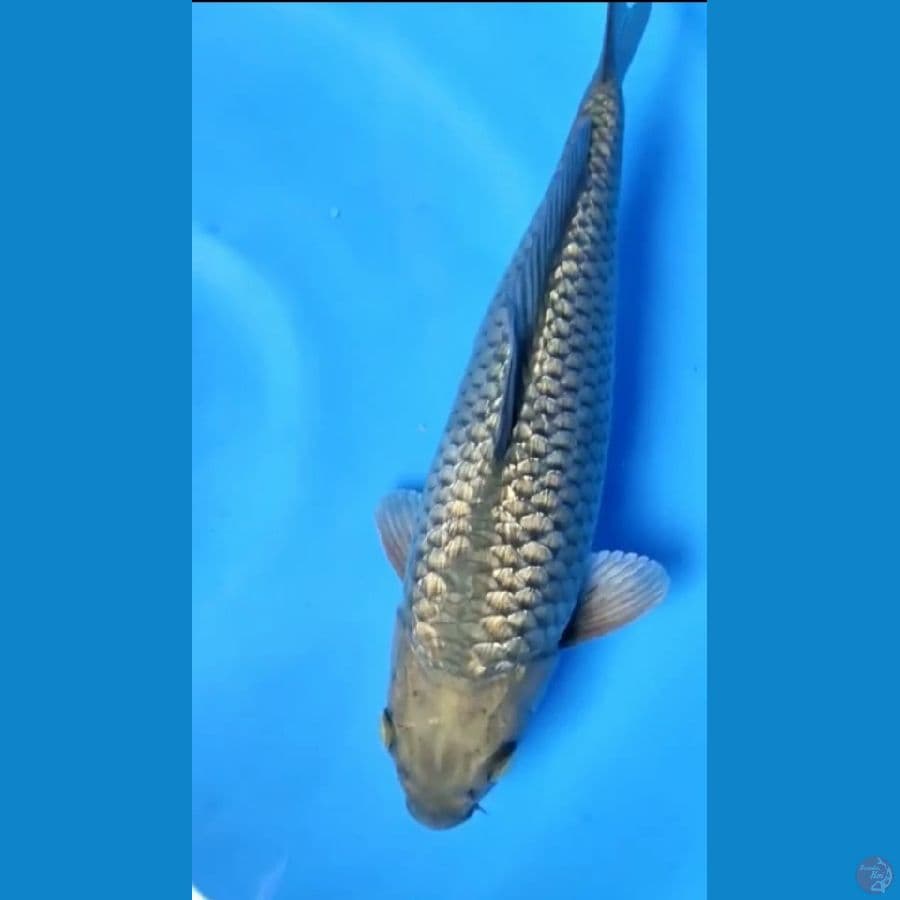 Soragoi Gindrin Bulky Male 33cm™