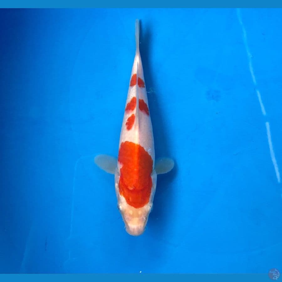 kohaku 18cm