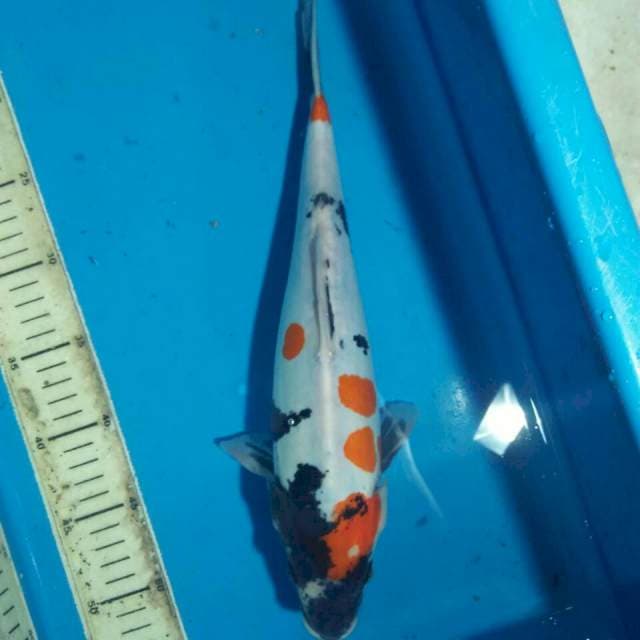 Showa doitsu 30cm