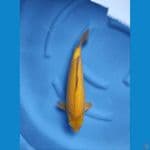 karashi corn 47cm Male 