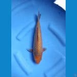 caramel 28 cm 