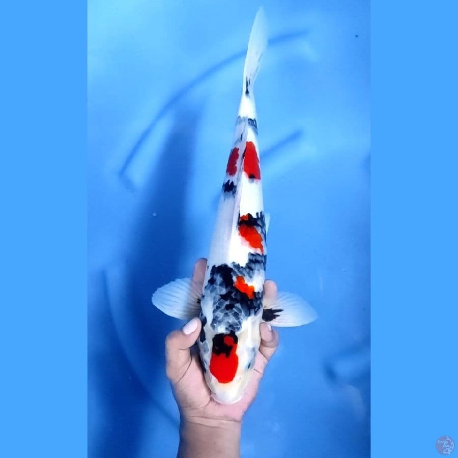 41CM # SUPER KINDAI SHOWA - M