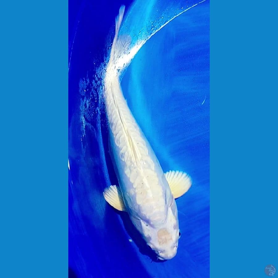 pelatitum 37 cm bulkiyy