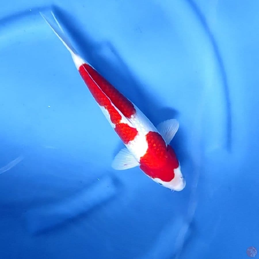 33CM # STRONG KOHAKU GINRIN - M