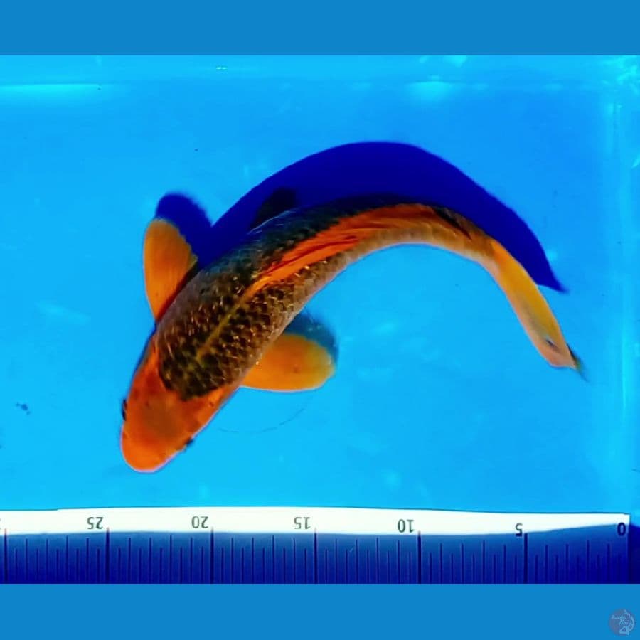 akamacuba 29 cm.