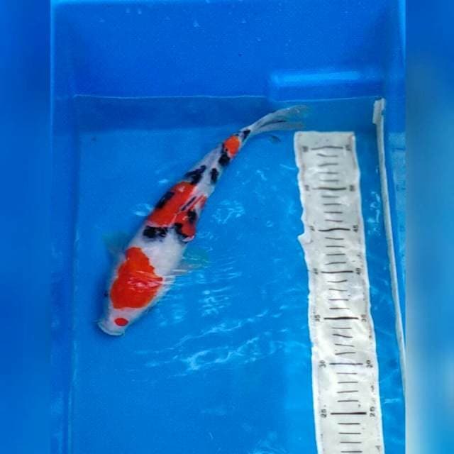 Sanke Tsubo Tsumi size 32 cm