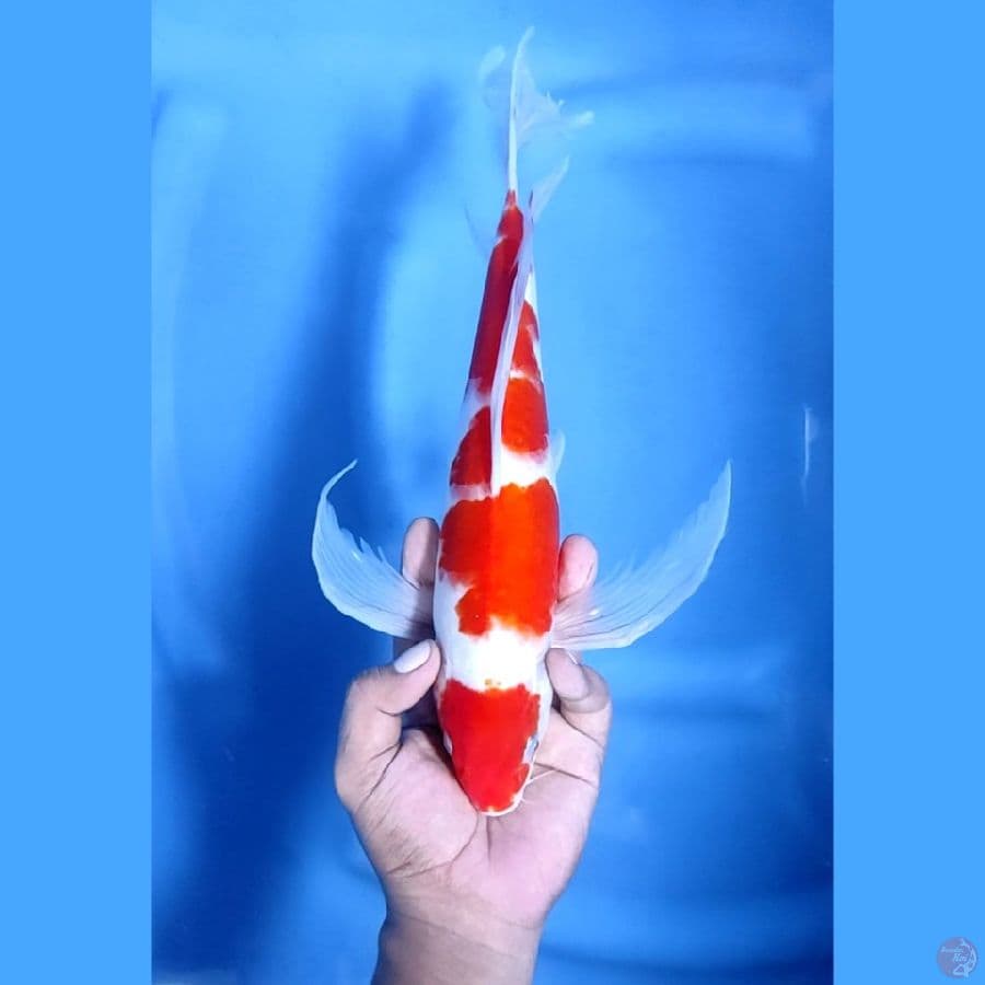 39CM # KUMPAY KOHAKU - F