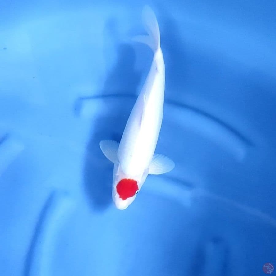 35CM # TANCHO KOHAKU - F