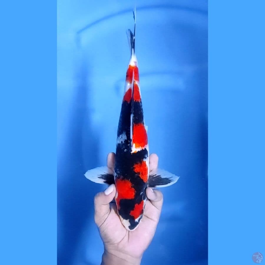 34CM # SHOWA SHANSOKU - M
